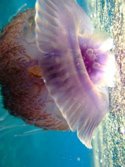 cocoaaaaa:  Jelly Fish 