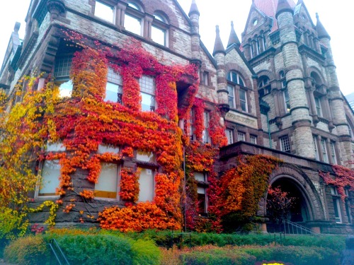 creepsylvania:  I took this picture on campus (UofT) today. Sooo pretty. I was just standing there looking at the colours for so long. 