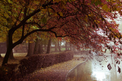 tropicalism:  Rowntree Park by MMortAH on Flickr. 