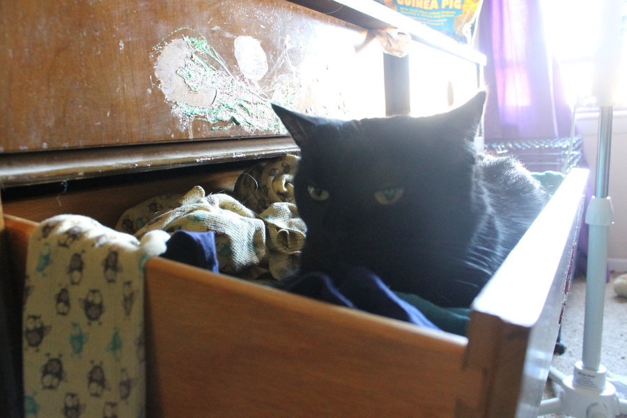 getoutoftherecat:  get out of there cat. you are not my clothes. you are not business