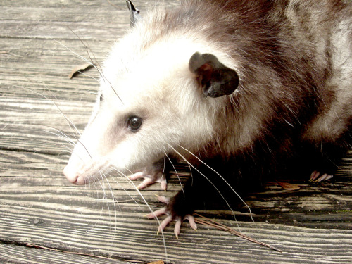 chocolateoatmilk:  possumtree:  Tybalt and Maypop  BABY