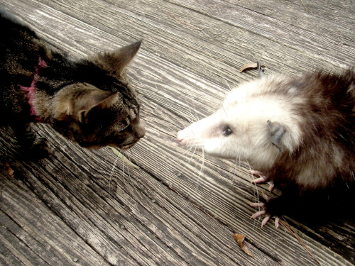 chocolateoatmilk:  possumtree:  Tybalt and Maypop  BABY