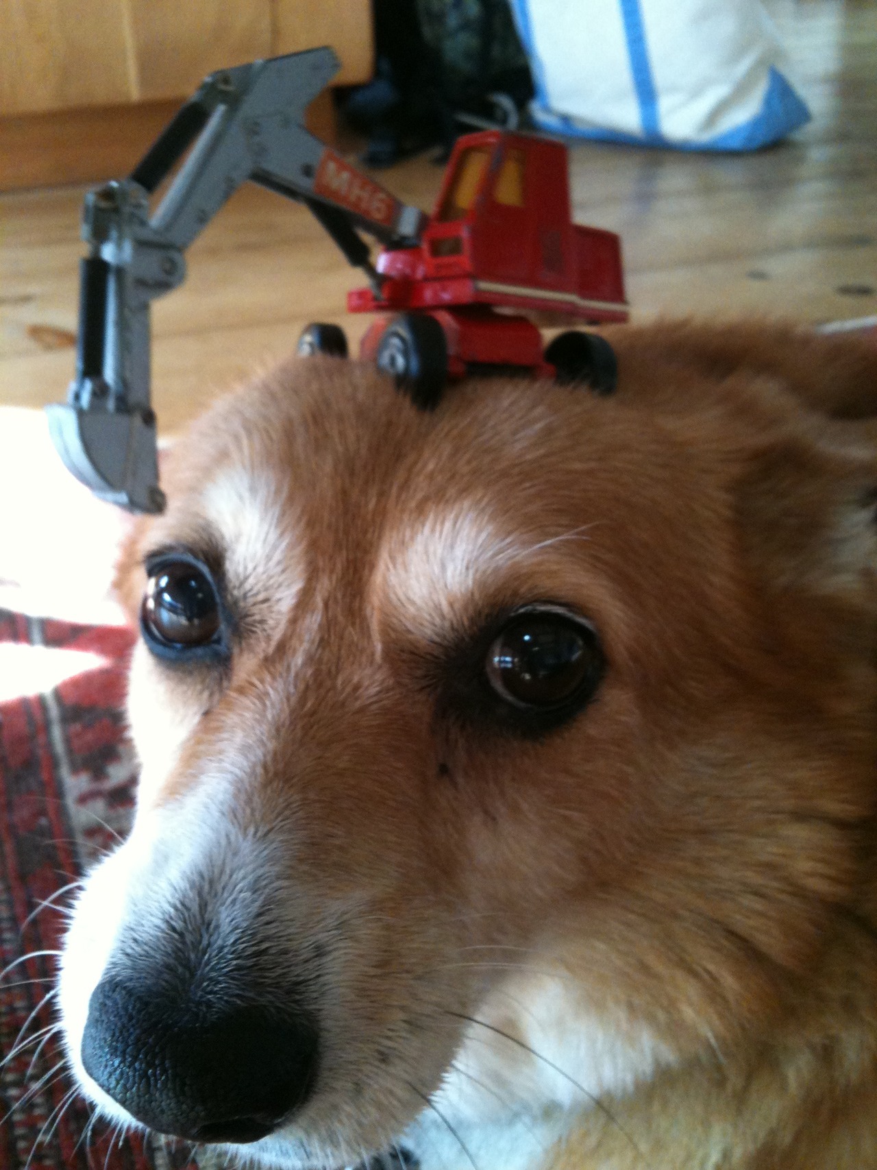 thingsonhazelshead:  Steam shovel.