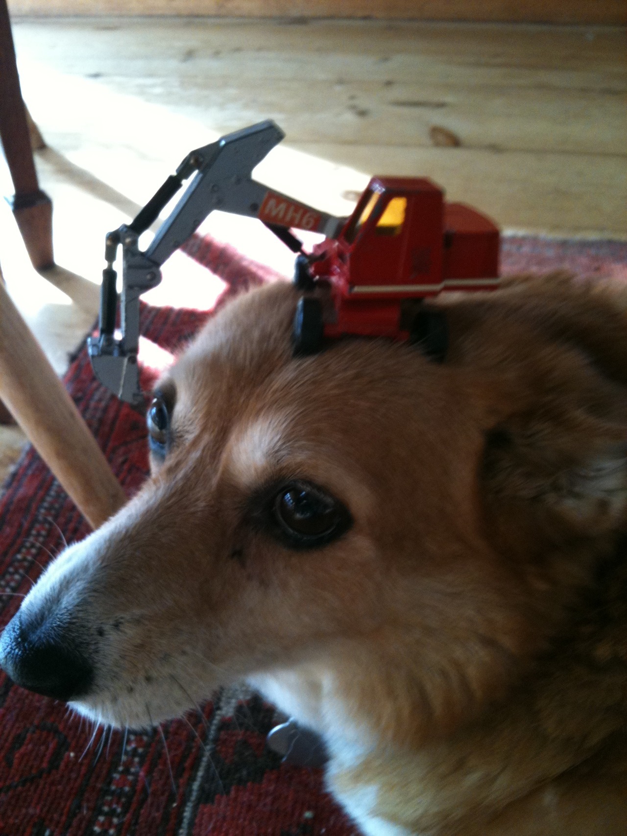 thingsonhazelshead:  Steam shovel.