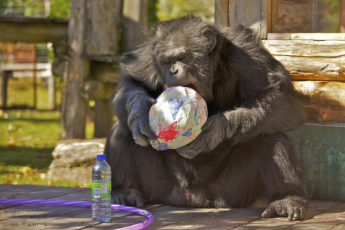 Binky finds a chim-pinata surprise!