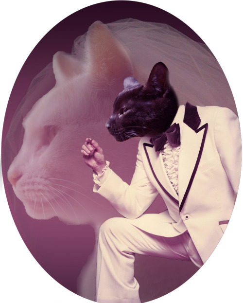 So my sister asked me to photoshop her two male cats into an 80’s style double exposure weddin