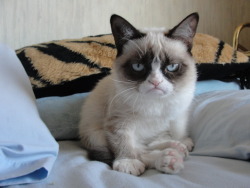 tardthegrumpycat:  Good morning everyone!