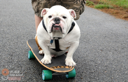 emgeemann:
“ Beefy the Skateboarding Bulldog. Liberty State Park, NYC. The raddest skate pooch chills hard at the Blue Sky Mile Challenge on Sep 19, Broadway Bomb weekend. -MG
”