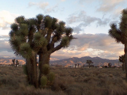 neodly:  Calif. High Desert on Flickr. Photo