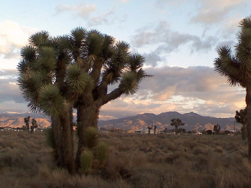Porn neodly:  Calif. High Desert on Flickr. Photo photos