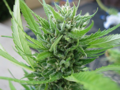 cantgethigher:  Before i cut it down
