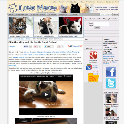 Ollie was on Love Meow (big hello to one of our favorite kitten sites on the web!) and on ETToday!  