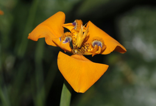 Hesperoxiphion peruvianum Fabulous bulb species endemic to Peru.© Uluwehi Knecht