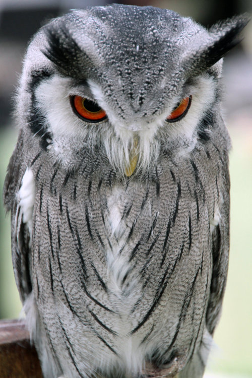 Young great horned owl