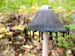 tinyli0ness:  hannahgersen:  Witchy-looking inky-cap mushroom. (Via NY Times)  Why are mushrooms so cute 