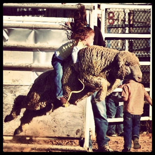 (by Ft. Worth Stock Show)