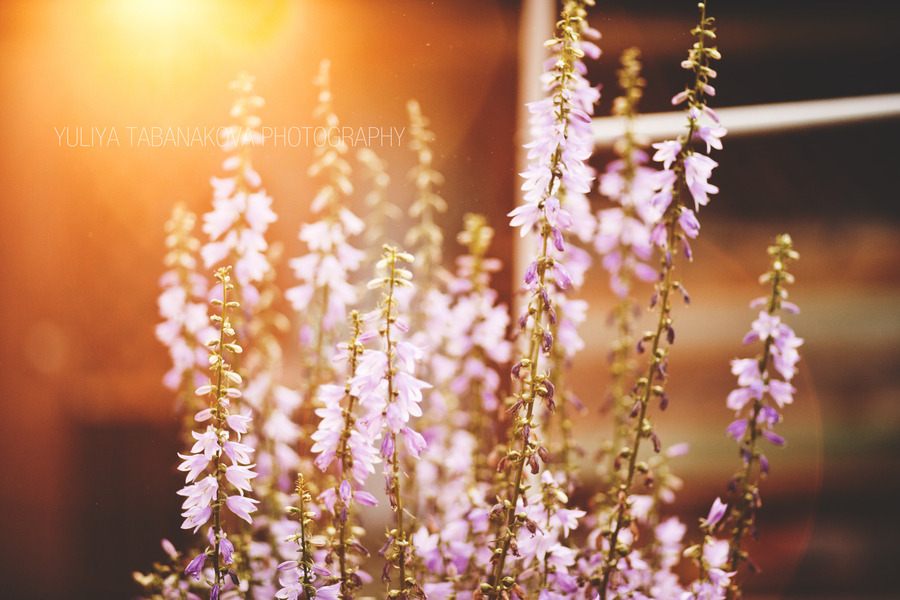 isawatree:  Flowers by Yuliya Tabanakova
