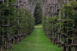 themagicfarawayttree:  Living Tree Cathedral,