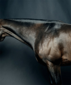  Equus  - Blame by: Peter Hapak  