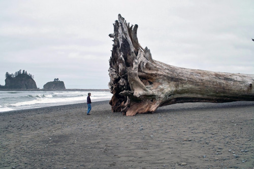 XXX    Giant driftwood on the beach at La Push, photo