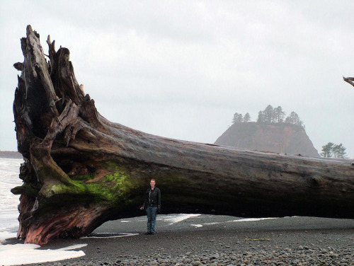 royalprat: wryer: Giant driftwood on the beach at La Push, Washington (2010) this made me feel 