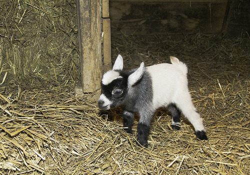 triptrippy: a pygmy goat for all yalls consideration
