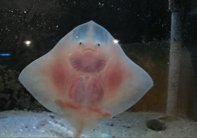cuteys:   stargazypie:  bloodshotmary:  IT HAS FEETIES FEEE. TIEEES.  they’re actually claspers for holding onto female rays while they have sex with them but feeties are definitely cuter so probably best to go with that  omfg 