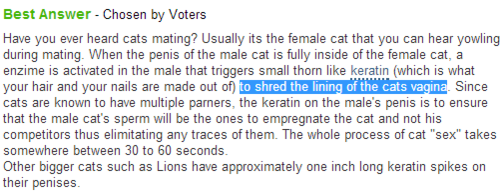 promo4homo:  promo4homo:  i dont understand cat sex where does it go in why are they screaming   knowledge is power 