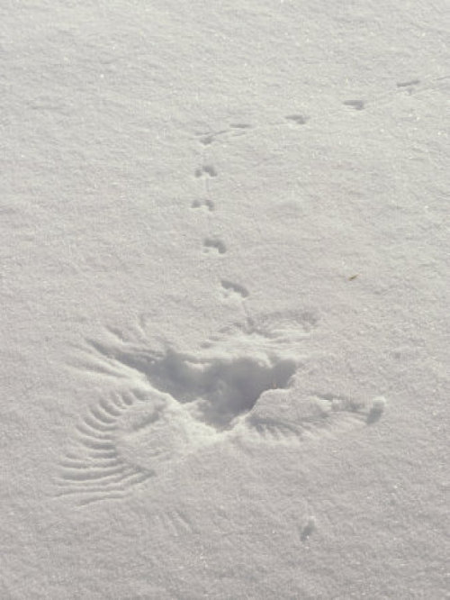 heysimba:   I think a bird fell in the snow and then walked away. I think.  