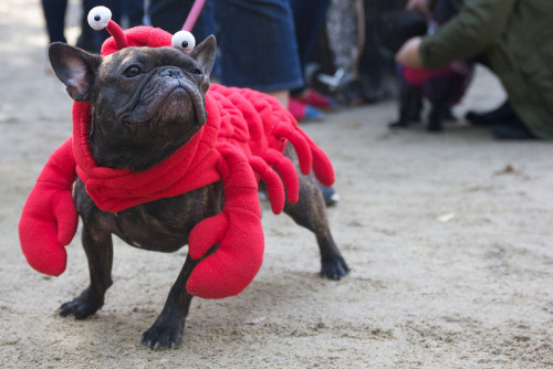 Such a proud crustacean.   adult photos