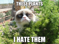 tastefullyoffensive:  Grumpy Cat goes outside