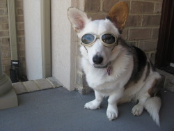 corgiaddict:  This is Rustee. We had her on meds to fix her leaky bladder, but instead they made her sick and made her blood vessels in her eyes burst. Since she is a Blue Merle, she has pretty blue eyes, and to protect them, we got her Doggles. She hates