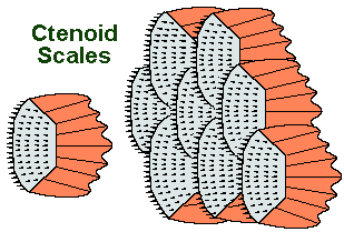 What about little microphones? — Types of fish scales. Placoid scales are  small