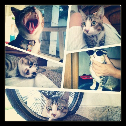 #instandroid #cat #grid #compilation #pet #instagram