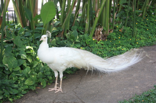 elle-phants: ak-ua:  albino peacock :o my photo, please don’t change the source xx  q ~