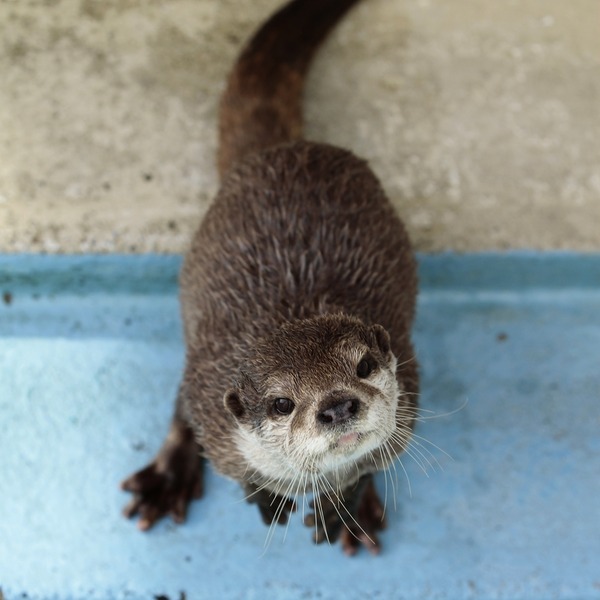 dailyotter:  How’s the Weather Up There, Human? Via Beginners’ Blog Otter