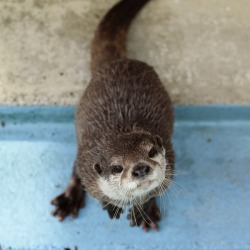 Dailyotter:  How’s The Weather Up There, Human? Via Beginners’ Blog Otter