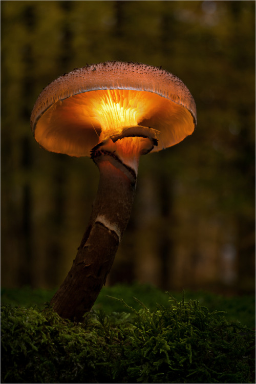 pixiewinksfairywhispers:lori-rocks: Halloween Hallimasch by MoonshroomFairy lamp, glowing in a mossy