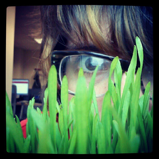 Some event thought grass was the best way to decorate the Visitor Center for an event.