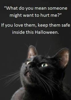 delishbeads:  pichiinyan:  friendofthefawns:  breelandwalker:  thebubblingcauldron:  Keep all your cats safe this Halloween.  Cats, especially black cats, are often a target of random violence on Mischief Night and Halloween. Be sure to keep your furry