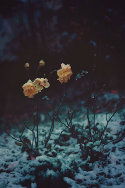 hellanne:  snowing day… (by mieeeco) 
