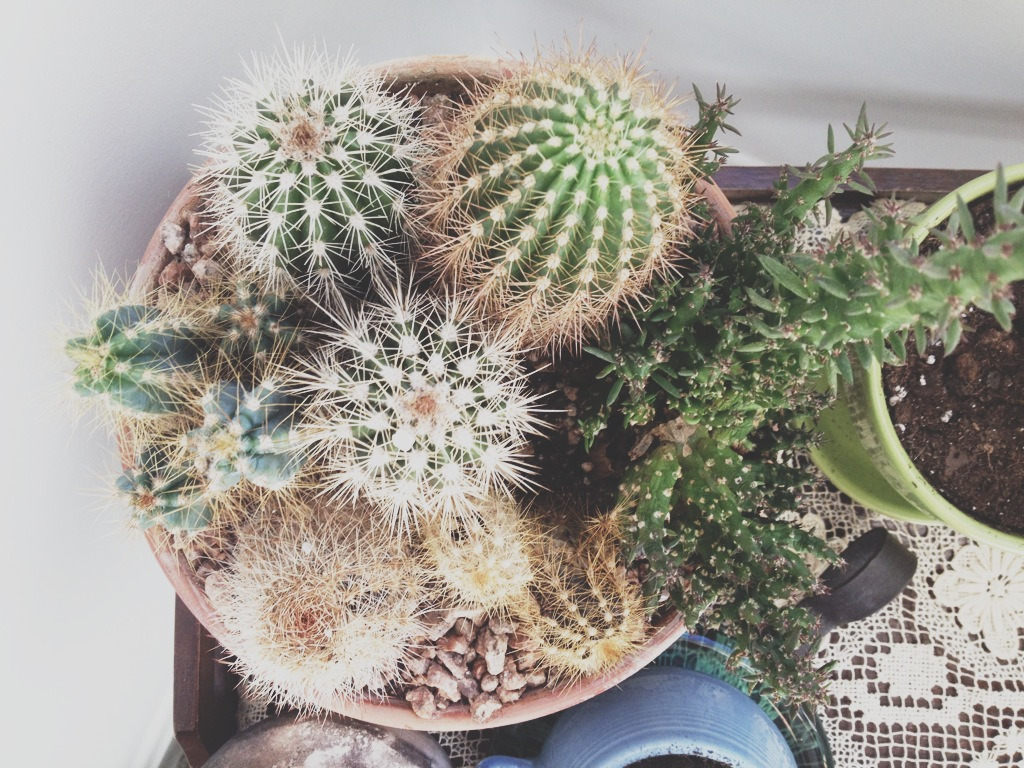 -swell:  ever since I got these cacti I’ve watered them with ice tea and ever since