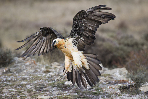 fat-birds: Aves rapaces_020311_053 by Miguel A. Pedrera on Flickr.