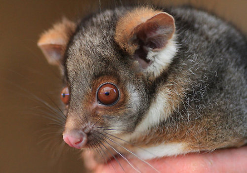 Ringtail Possum (via Donovan Wilson)