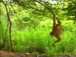 Porn photo the-absolute-best-posts: Monkey Trolls Tigers