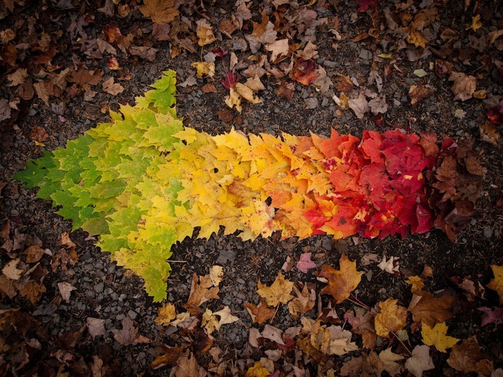superawesomeshop:  Autumn Leaves Arranged Like Rainbows 