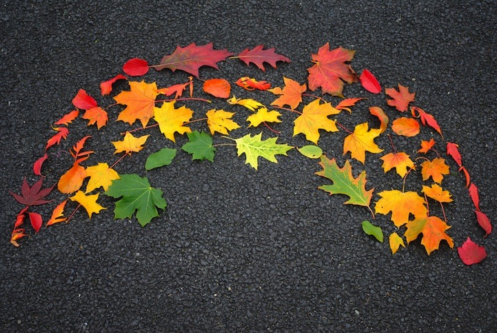 superawesomeshop:  Autumn Leaves Arranged Like Rainbows 