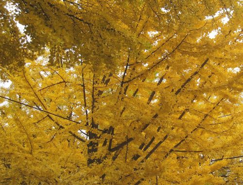 Gingko gold.