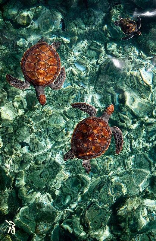 sassafrasssmith:  turtles make everything so much bettew always  