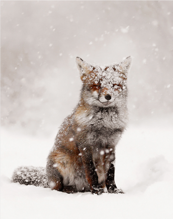 astratos:  Fairytale Fox  |  Roeselien Raimond 